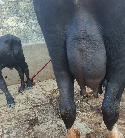 ખડૅલી વૅચવાની છૅ