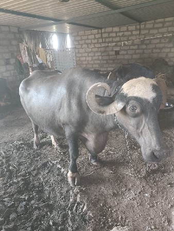 ભેંસ વેશ્વા ની સે