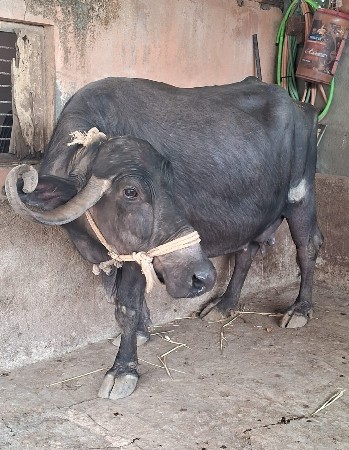 ભેંસ વેચવાની છે