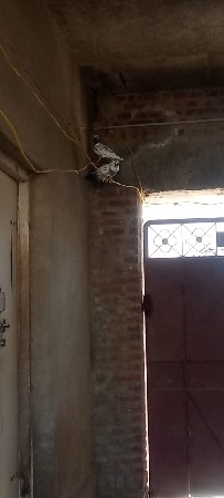છ કબુતર