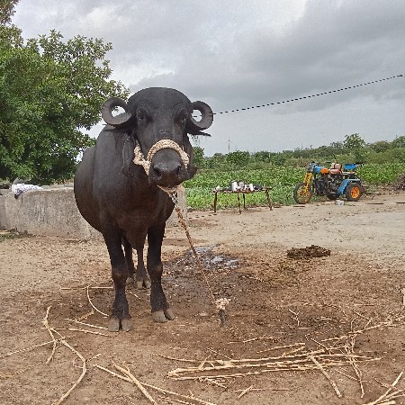 ભેંસ વેચવાની છે