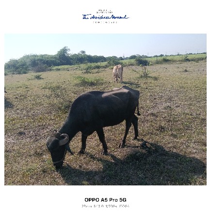 ઘડેલું બીજું વેતર વેચવાનું છે