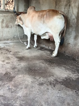 દેશી ગાય વેચવાની છે