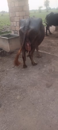 ભેસ