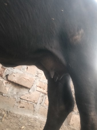 પેલા વેતરમા
