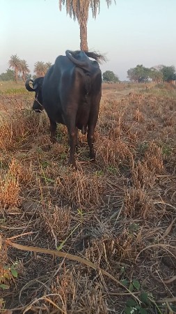 ભેંસ વેચવાની છે