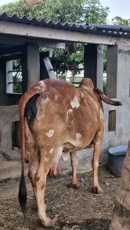ગાય વેચવાની છે