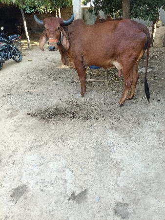 ગીર ગાય વેચવાની