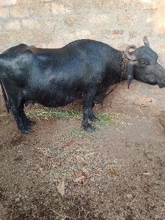 ભેંસ વેસવાની છે