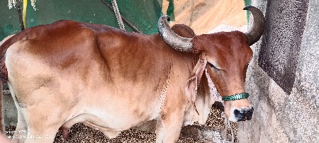ગાય