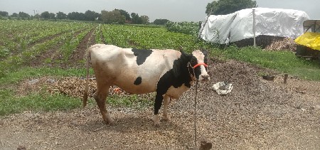 ગાય વેચવાની છે