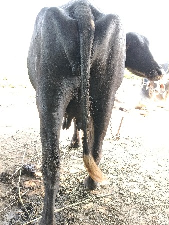 ખડાય