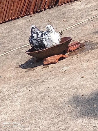 કબુતર વેચવાના છે