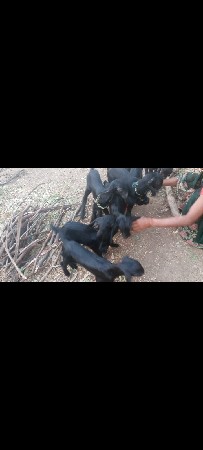 ટોટલ 10 બકરા સાટા કરવાના છે સામે