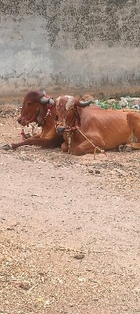 હ