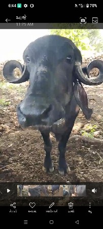 9723386142