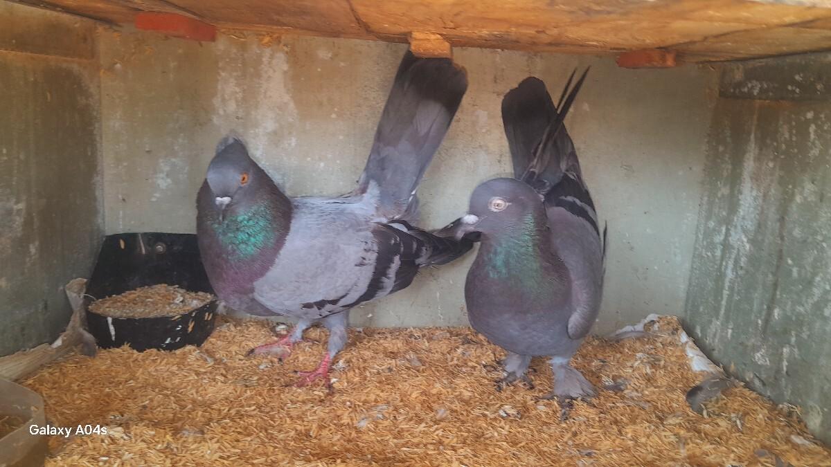 કબૂતર વેચવાના છે