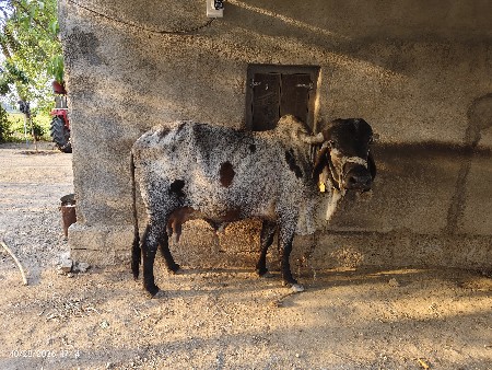 ગાય વેચવાની છે