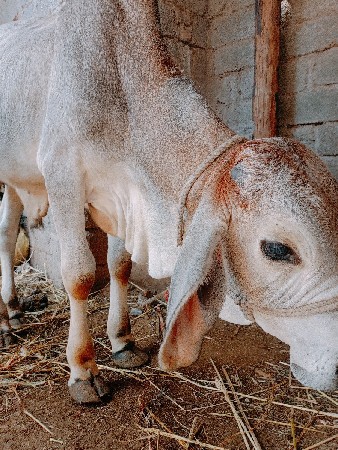 વૂચવાનો છે