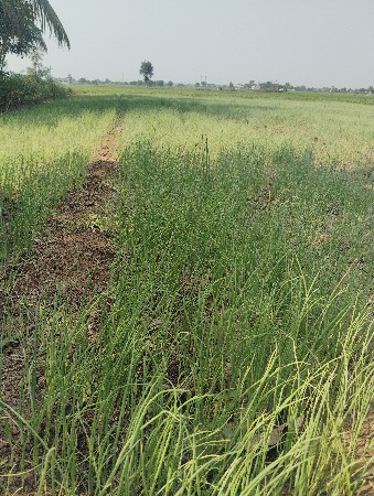 ડુંગરી નો રોપ વેસવાનો છે