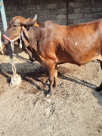 પેલુવેતર