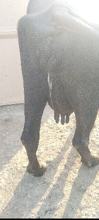 3વેતર વીયાસે