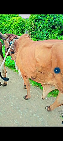 ગોઢલો વેચવાનો છે