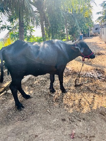 વેચવાની છે