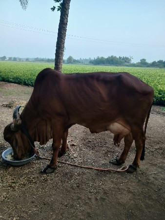 ગાય વેચવાની છે