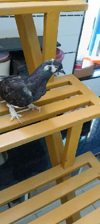 કબૂતર વેચવાના છે