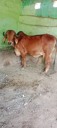 ગીર ગાય વેસવા ની છે