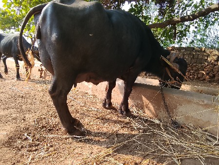 ભેસવેસવાનીછે
