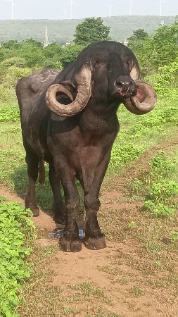 પાડો વેચવાનો છે