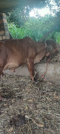 ગિર ગાય વેશવાની છે