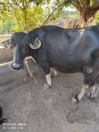 ભેંસ વેચવાની છે
