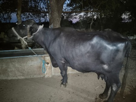 વેચવાની છે