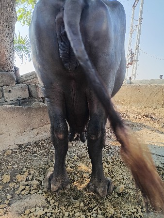 ભેંસ વેચવાની છે
