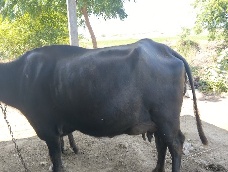 બેસ વેચવાની સે