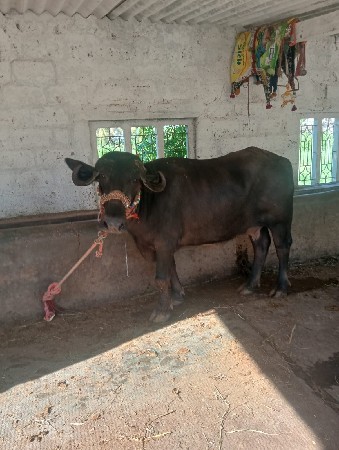 ખળેલી વેચવાની છે