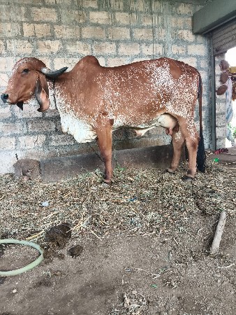 ગાય બેસવાની છે