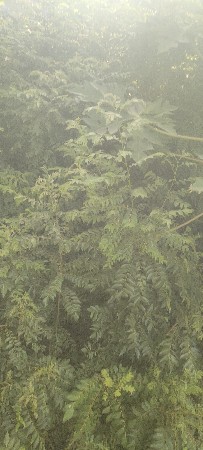મીઠો લીમડો