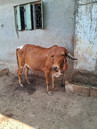 ગાય વેચવાની છે
