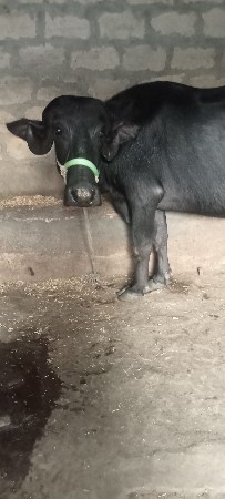 ભેંસ વેચવાની છે