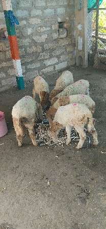 gheta