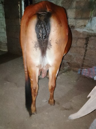 6 લીટર દુધ