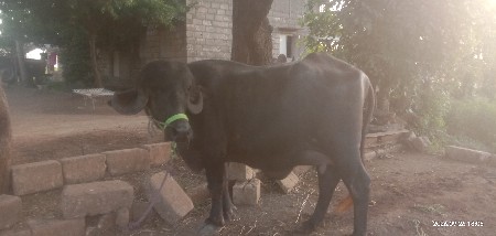 ભેસ વેચવાની છે.