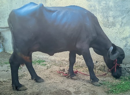 ભેંસ વેચવાની છે