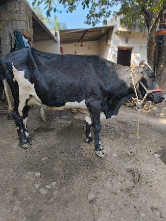 ગાય વેચવા ની છે