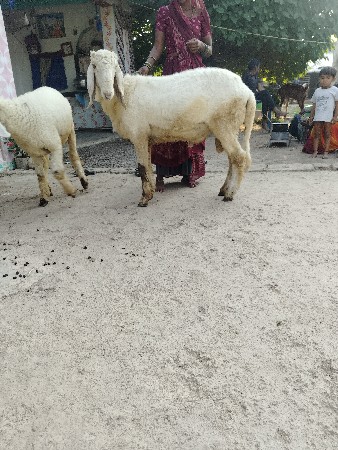 9016762018
