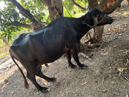 ભેંસ વેચવાની છે
